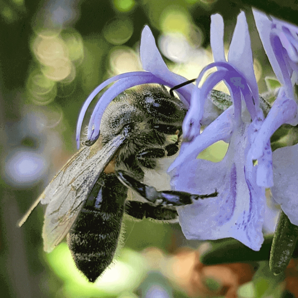 Insektensterben Insektensterben