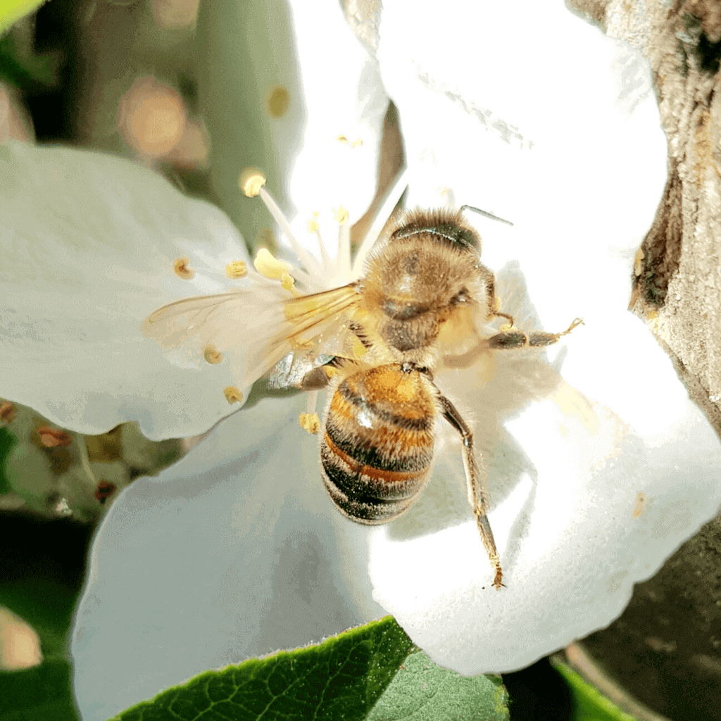 Insektensterben Insektensterben