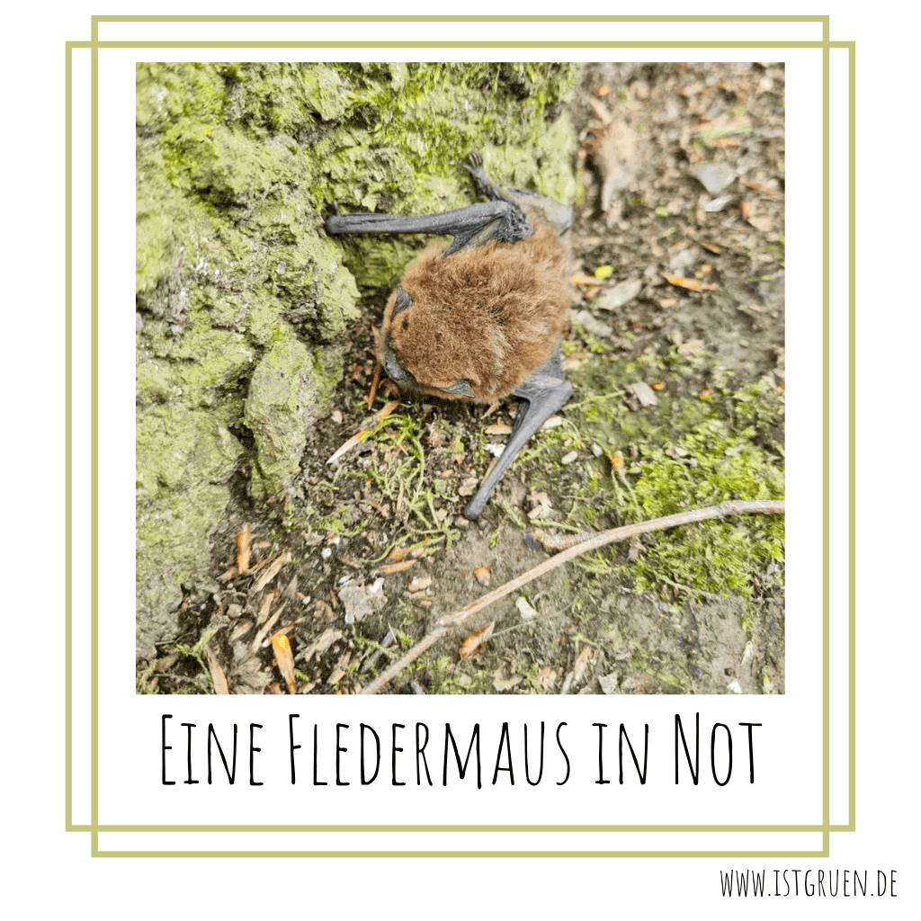 Tägliches Fledermaus Wiegen