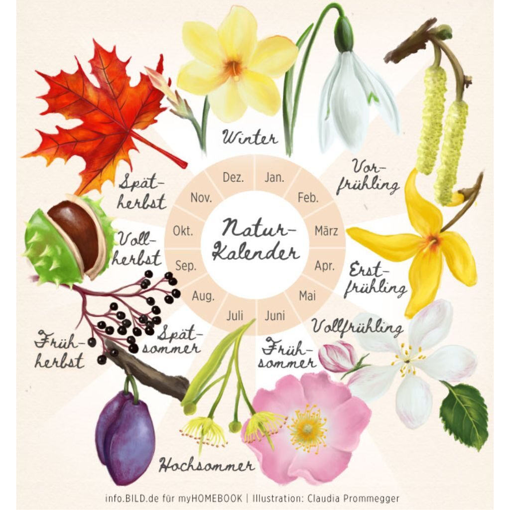 Der phänologische Kalender und die Zeigerpflanzen  #sogehtNatur  Stefanie von istgruen