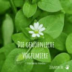 Die gewöhnliche Vogelmiere