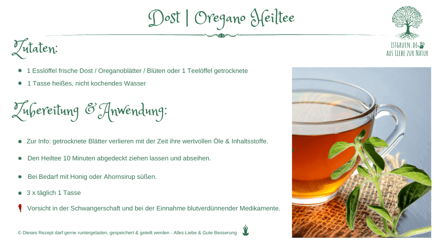 Rezept Dost Oregano Tee istgruen.de