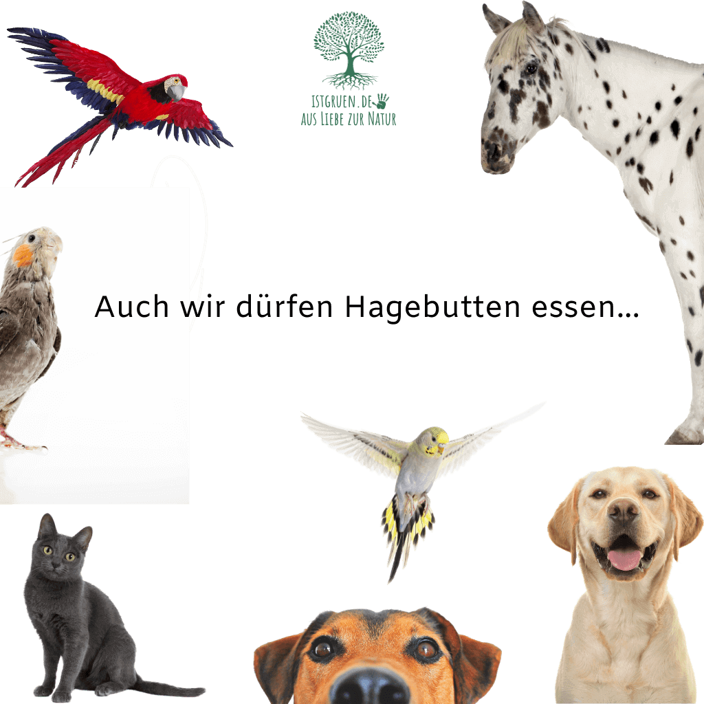 Hagebutten für Tiere istgruen.de