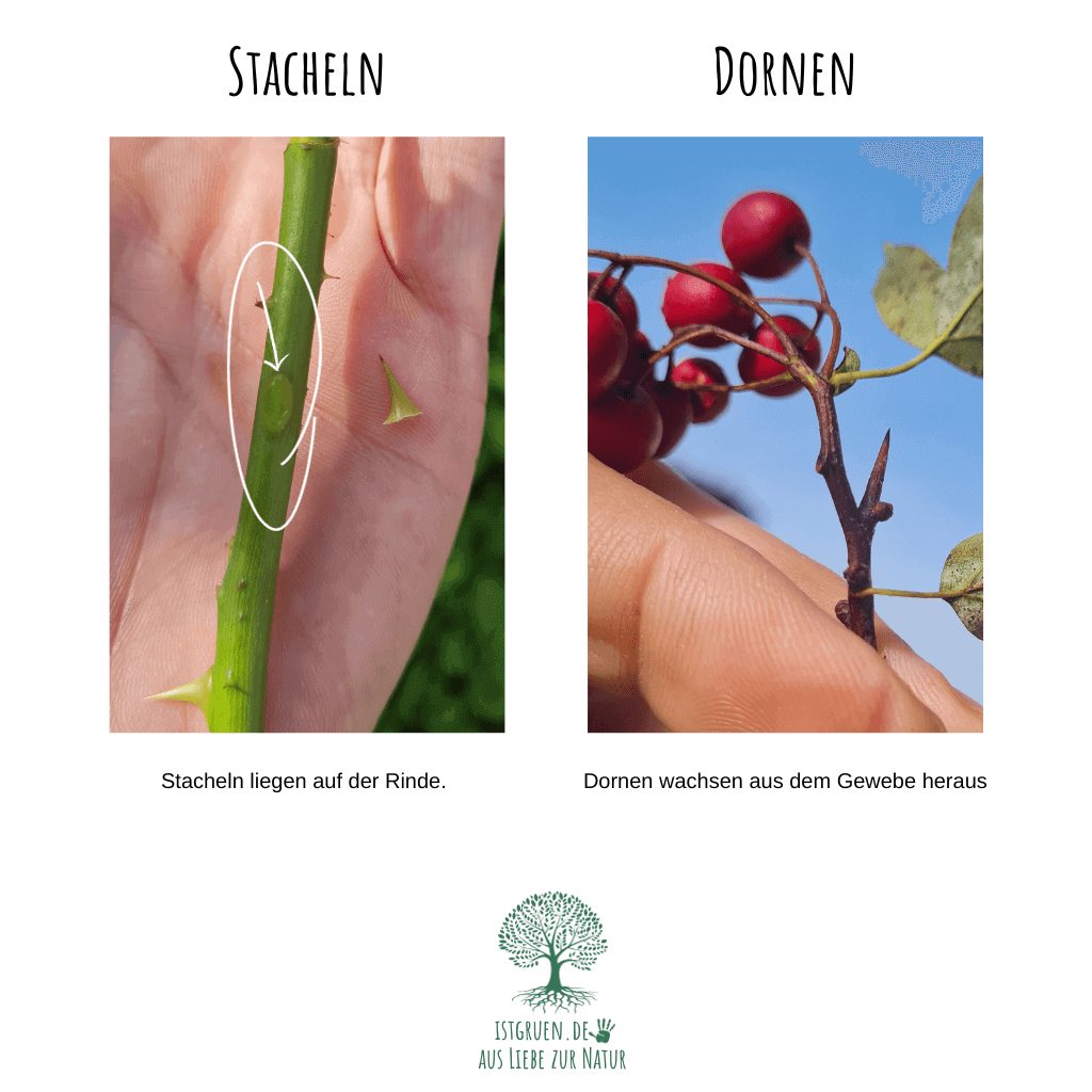 Unterschied Dornen und Stacheln istgruen.de