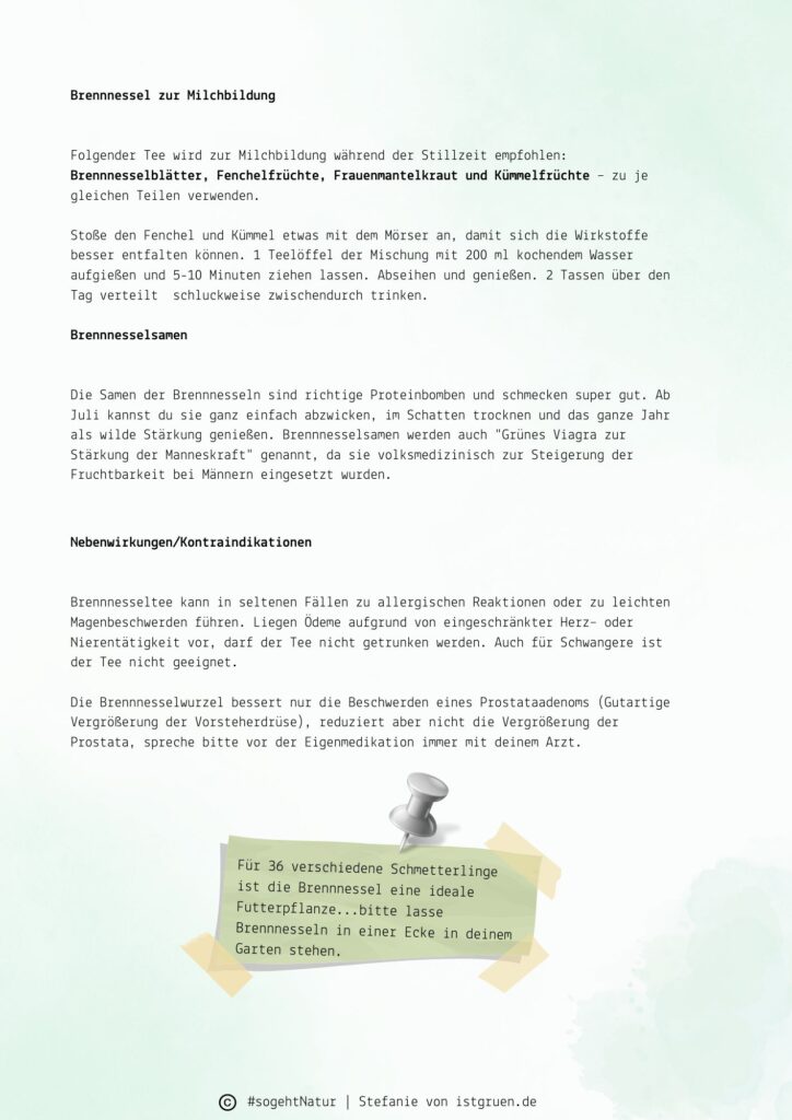 Brennnessel 2